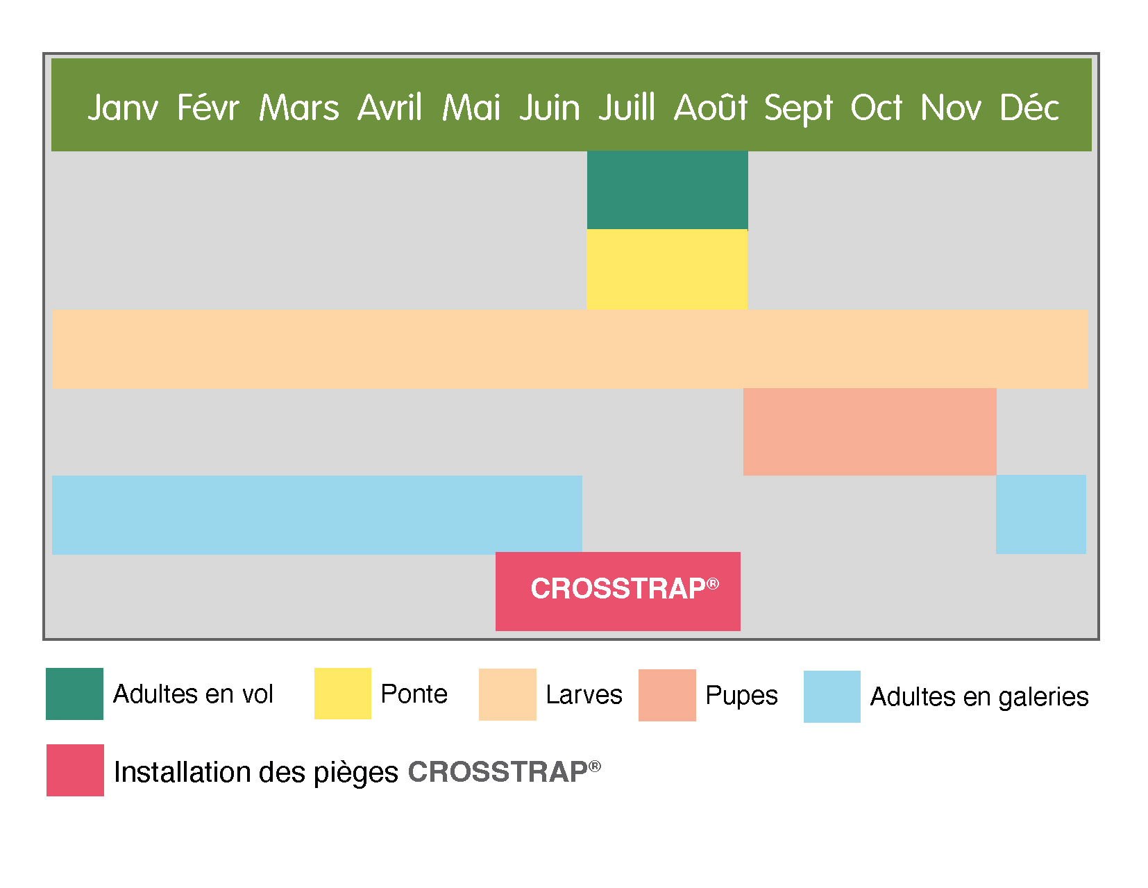 Fenologia cerambyx welensii